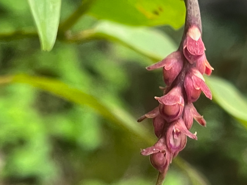 44. Fleurs Bulbophyllum pendulum Orchidaceae ENDEMIQUE LA REUNION, MAURICE