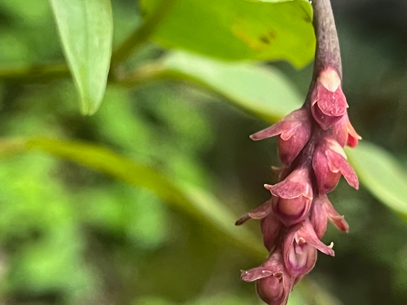 45.Fleurs Bulbophyllum pendulum Orchidaceae ENDEMIQUE LA REUNION, MAURICE
