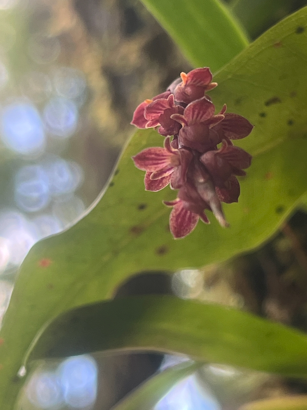 47. 45.Fleurs Bulbophyllum pendulum Orchidaceae ENDEMIQUE LA REUNION, MAURICE