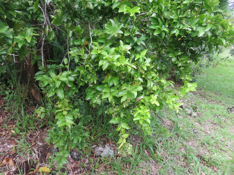 48. Forme ?? adulte de Grangeria borbonica - Bois de punaise ; Bois de balai ; Bois de buis marron - Chrysobalanaceae -Mascar. (B, M)