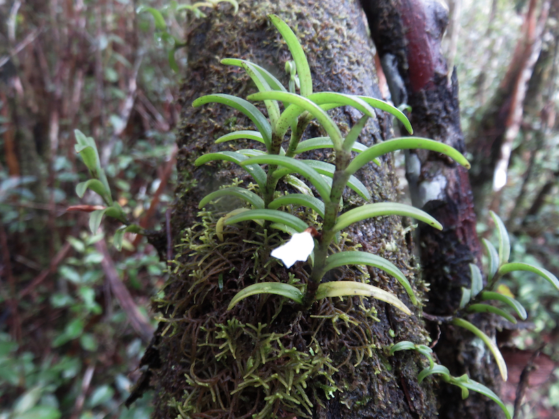 49. Angraecum pectinatum Thouars