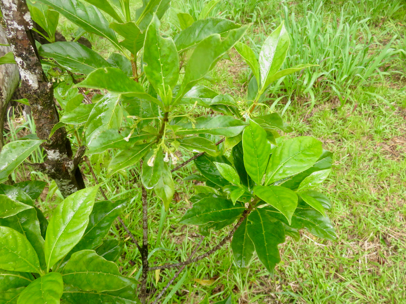 5. Domaties visibles sur Antirhea borbonica - Bois d'Osto - Rubiacée - M