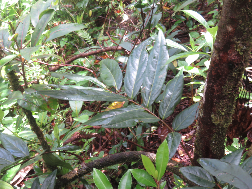 50. Cnestis glabra - Mafatamboa ou Mafatambois - Connaraceae  - indig ène Réunion, Maurice existe à Madagascar