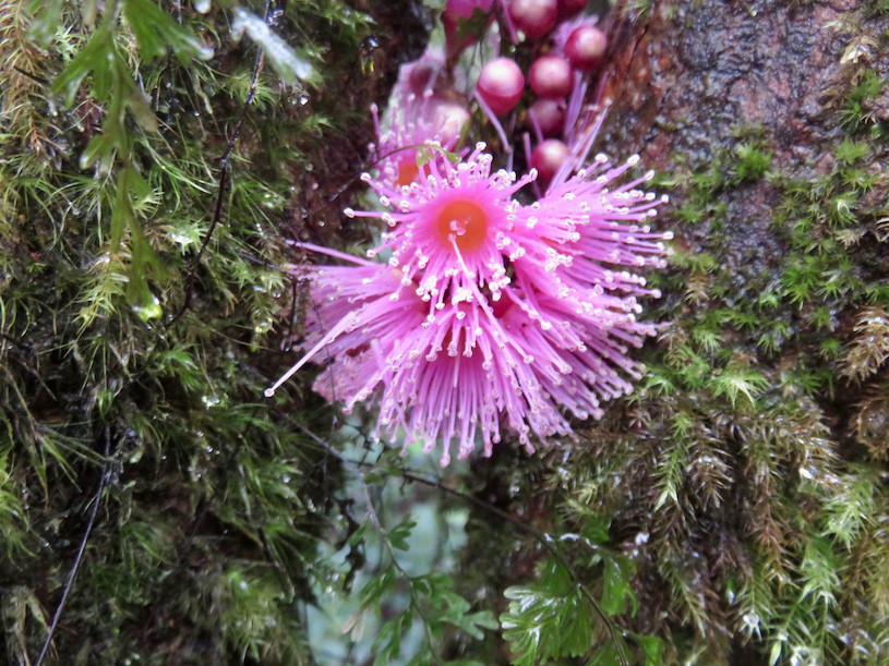 51. Fleurs de Syzygium cordemoyi - Bois de pomme à grandes feuilles - Myrtacée - B