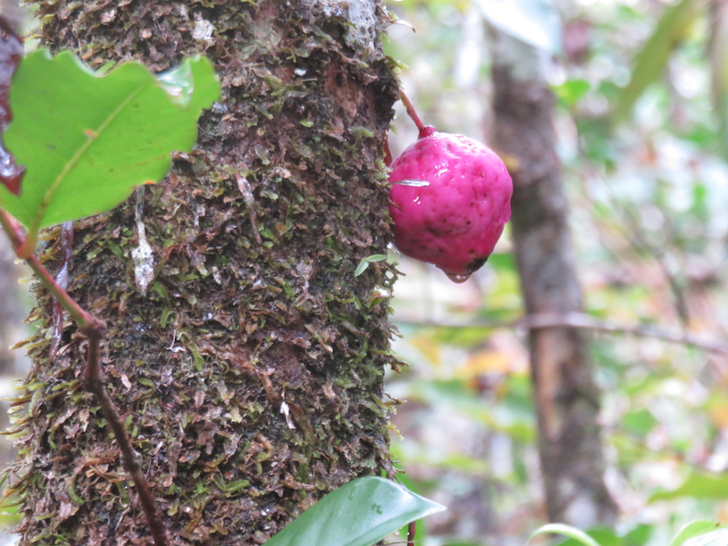 52. Fruit de de Syzygium ??? cordemoyi - Bois de pomme à grandes feuilles - Myrtacée - B