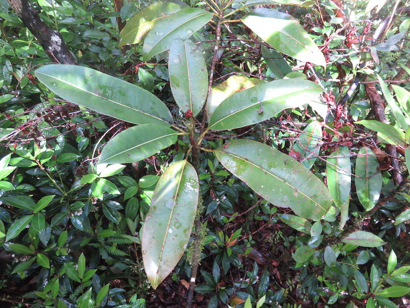 53. Labourdonnaisia calophylloides Petit natte Sapotaceae ENDEMIQUE LA REUNION, MAURICE