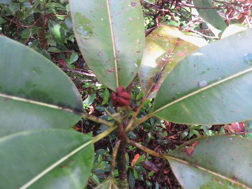 54. Labourdonnaisia calophylloides Petit natte Sapotaceae ENDEMIQUE LA REUNION, MAURICE