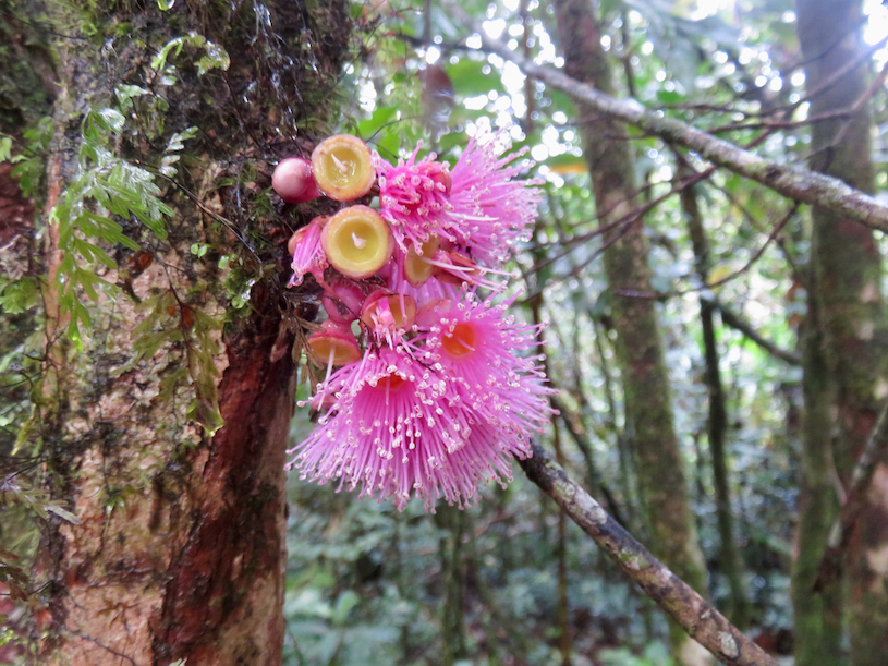 56. Syzygium cordemoyi - Bois de pomme à grandes feuilles - Myrtacée - B