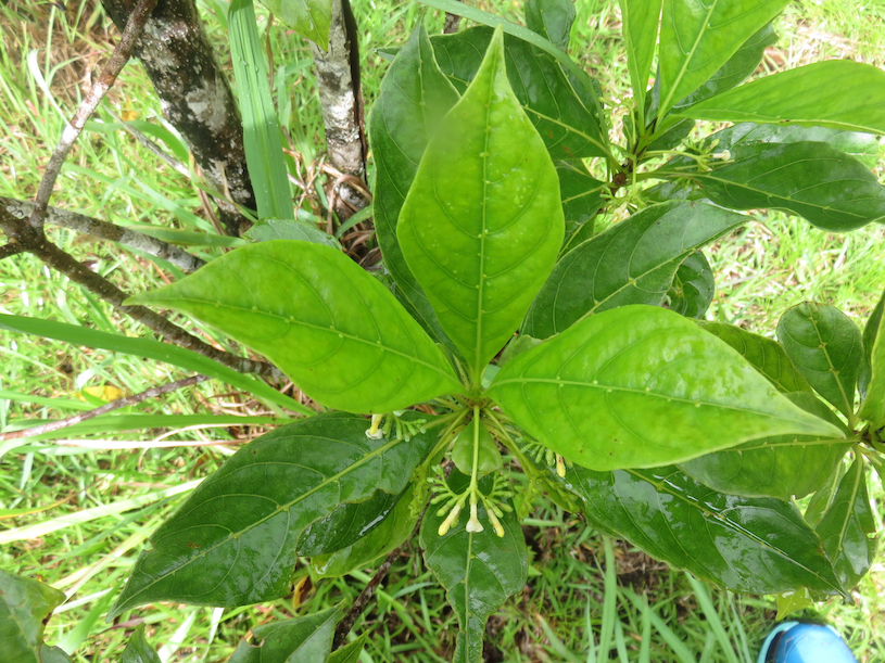 6. Verticillation pas 3 sur Antirhea borbonica - Bois d'Osto - Rubiacée - M