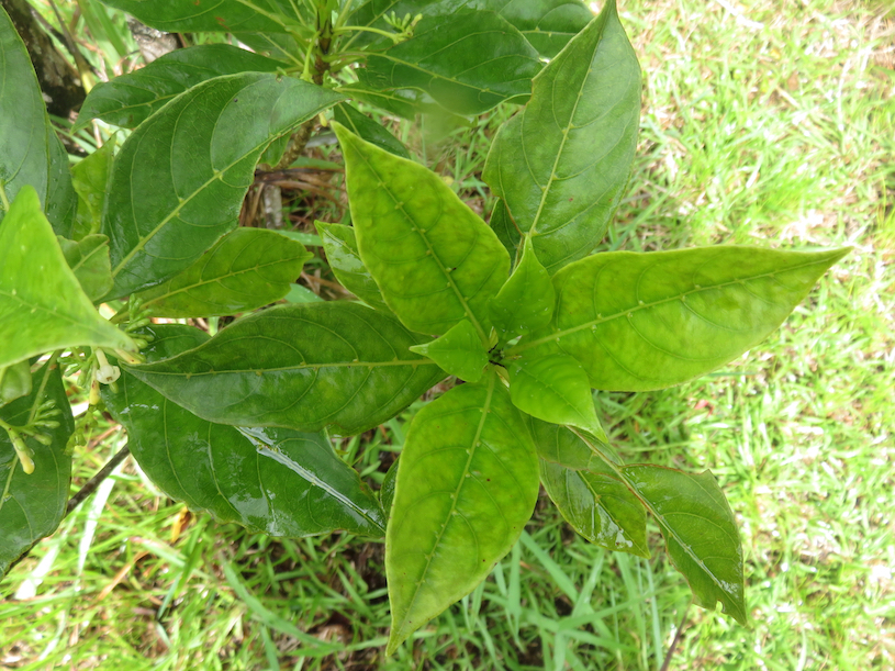 7. Verticillation pas 3 sur Antirhea borbonica - Bois d'Osto - Rubiacée - M