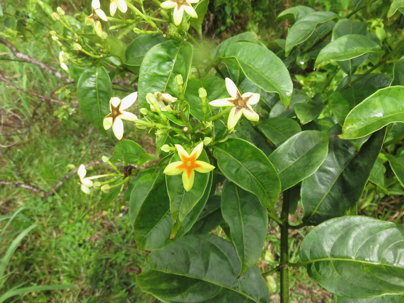 8. Mussaenda arcuata - Lingue café - RUBIACEAE