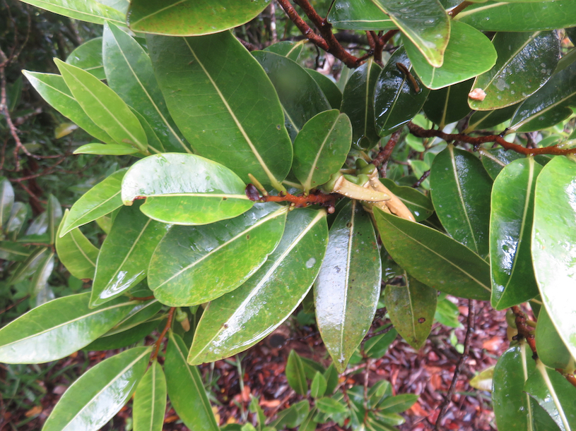 9. Xylopia richardii - Bois de banane - Annonacée - B