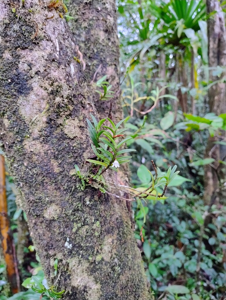 Angraecum_pectinatum-EPIDENDROIDEAE-Indigene_Reunion