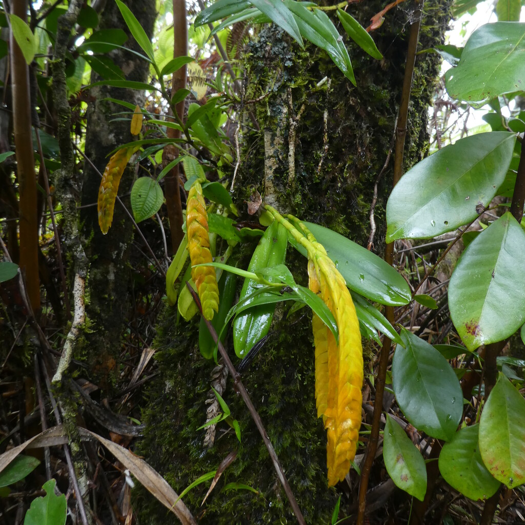 Bulbophyllum_occultum-EPIDENDROIDEAE-Indigene_Reunion-