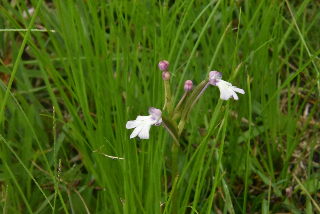 Cynorkis fastigiata Orchidaceae INDIGENE LA REUNION .jpeg