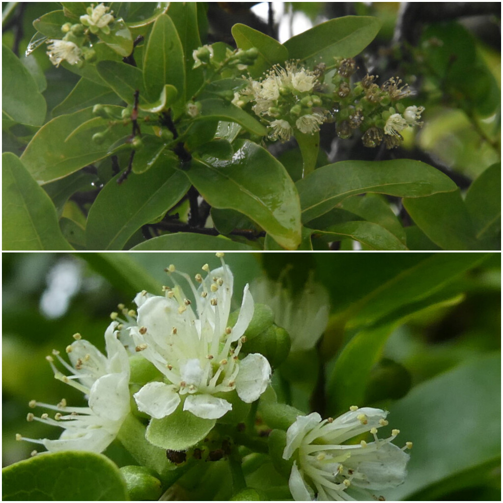 Grangeria_borbonica-Bois_de_punaise-CHRYSOBALANACEAE-Endemique_Reunion_Maurice