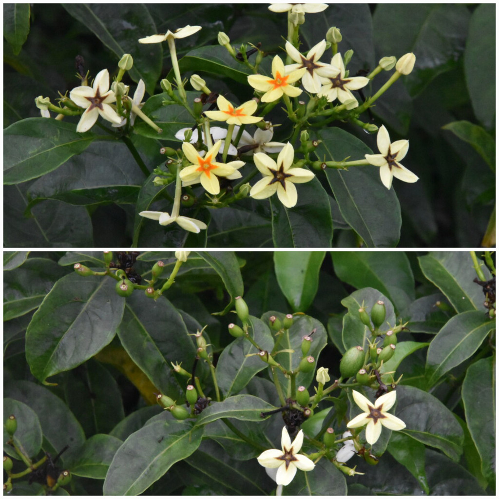 Mussaenda_arcuata-Lingue_cafe-RUBIACEAE-Indigene_Reunion