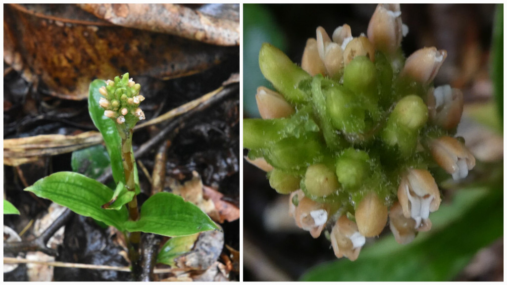 Platylepis_densiflora-ORCHIDOIDEAE-Indigene_Reunion