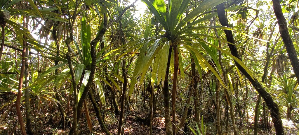 Sentier_botanique-Ste_Marguerite-2026