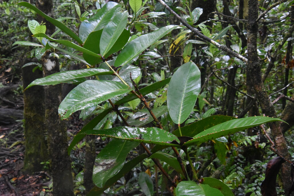 Syzygium_cordemoyi-Bois_de_pomme_grandes_feuilles-MYRTACEAE-Endemique_Reunion-MB4_2937.jpg