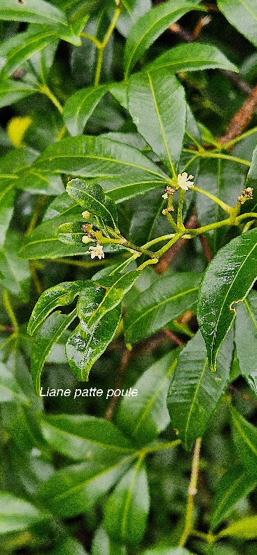 1 Toddalia asiatica Liane patte poule Rutaceae INDIGENE LA REUNION 