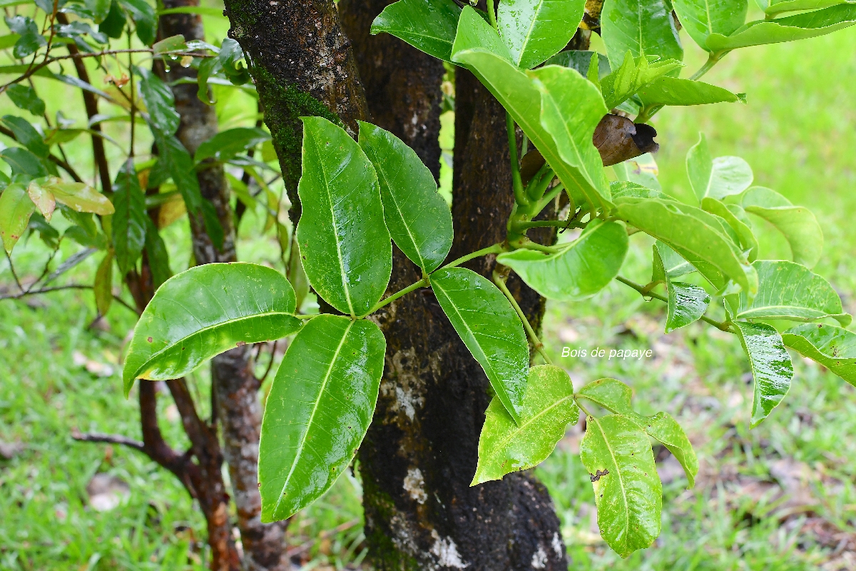 10 Polyscias repanda Bois de papaye Araliaceae ENDEMIQUE LA REUNION 