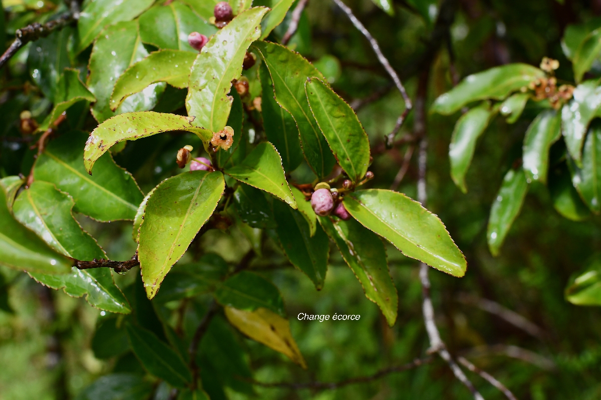 11 Aphloia theiformis Change ECORCE Aphloiaceae INDIGENE LA REUNION  