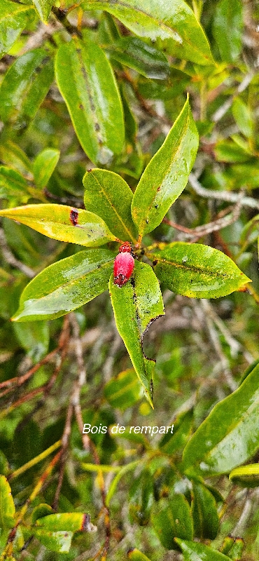 12 Agarista salicifolia Bois de rempart Ericaceae INDIGENE LA REUNION 