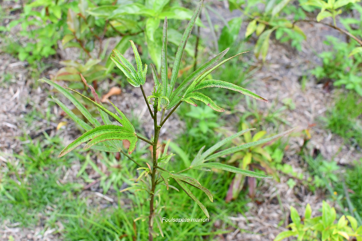 13 Hibiscus boryanus Foulsapate marron Malvaceae ENDEMIQUE LA REUNION, MAURICE 