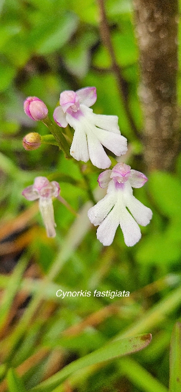 14 Cynorkis fastigiata Orchidaceae INDIGENE LA REUNION 