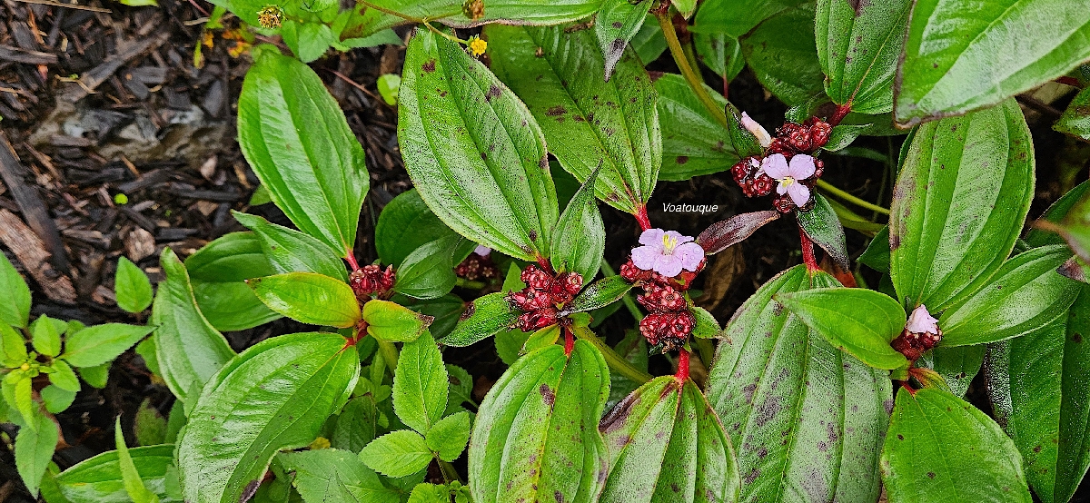 15 tristemma mauritianum Voatouque Melastomataceae INDIGENE LA REUNION  