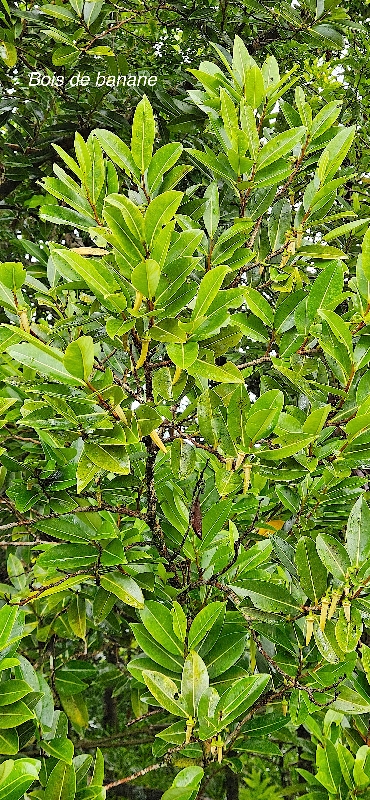 16 Xylopia richardii Bois de banane Anonaceae ENDEMIQUE LA REUNION, MAURICE  