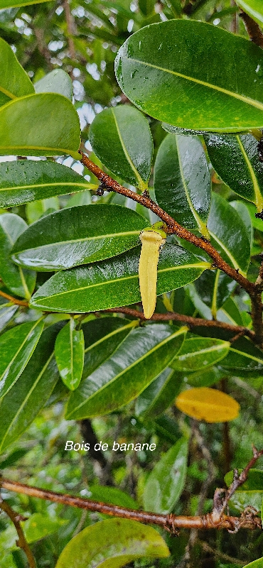 17 Xylopia richardii Bois de banane Anonaceae ENDEMIQUE LA REUNION, MAURICE 