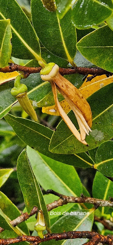 18 Xylopia richardii Bois de banane Anonaceae ENDEMIQUE LA REUNION, MAURICE 