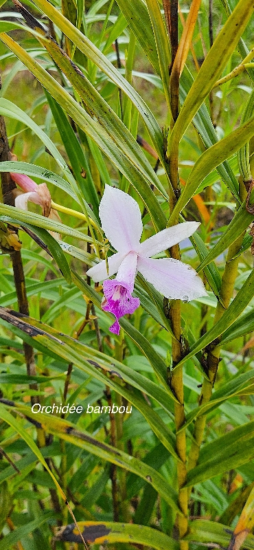 19 Arundina graminifolia Orchidée bambou Orchidaceae E E 