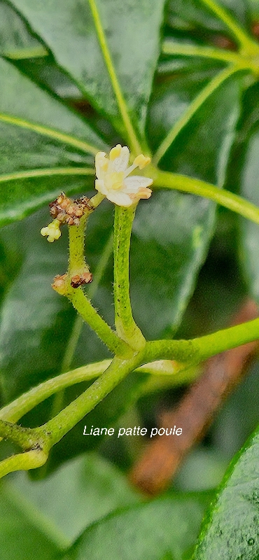 2 Toddalia asiatica Liane patte poule Rutaceae INDIGENE LA REUNION 