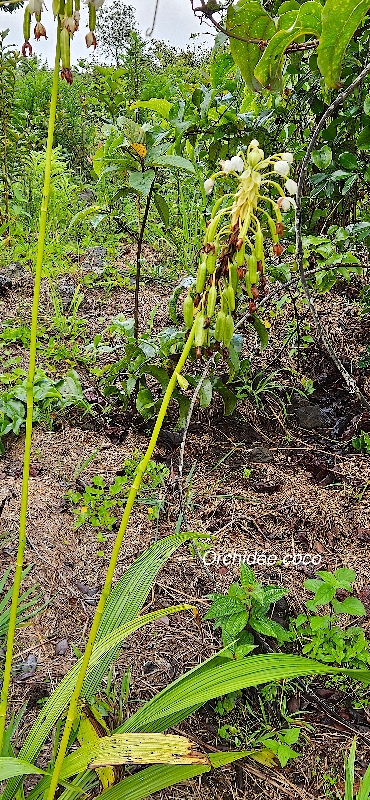 20 Spathoglottis plicata Orchidée coco Orchidaceae ENVAHISSANT SEULEMENT EN MILIEUX PERTURBES  