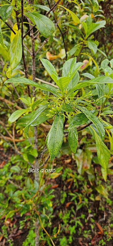 21 Antirhea borbonica Bois d'osto Rubiaceae INDIGENE LA REUNION 