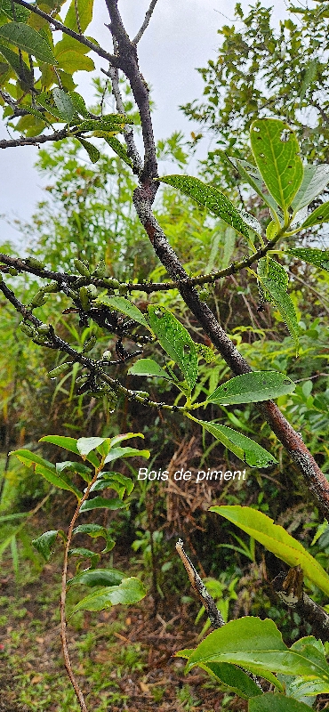 22 Geniostoma borbonicum Bois de piment Loganiaceae ENDEMIQUE LA REUNION, MAURICE