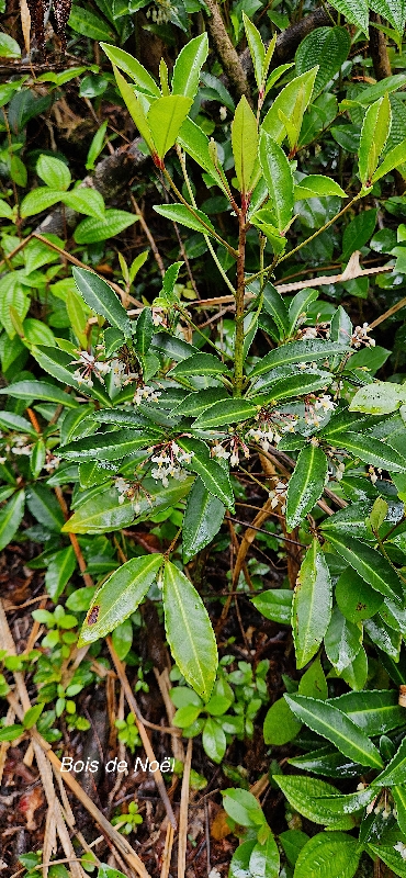 23 Ardisia crenata Bois de Noël Primulaceae TRES ENVAHISSANT 