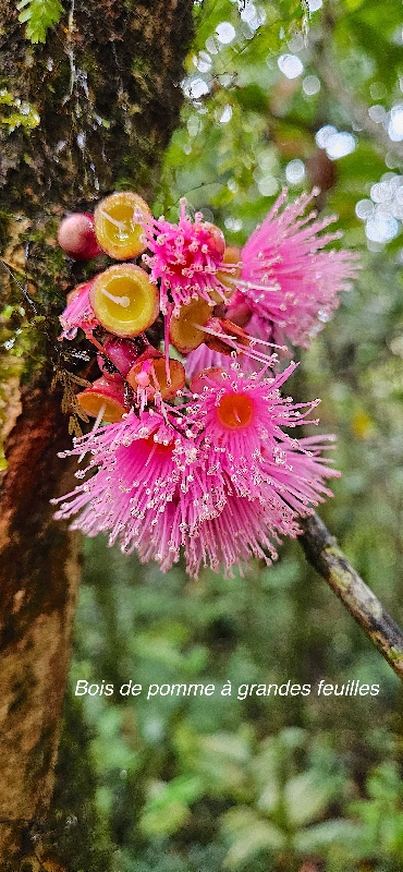 24 Syzygium cordemoyi Bois de pommes à grandes feuilles Myrtaceae ENDEMIQUE LA REUNION 