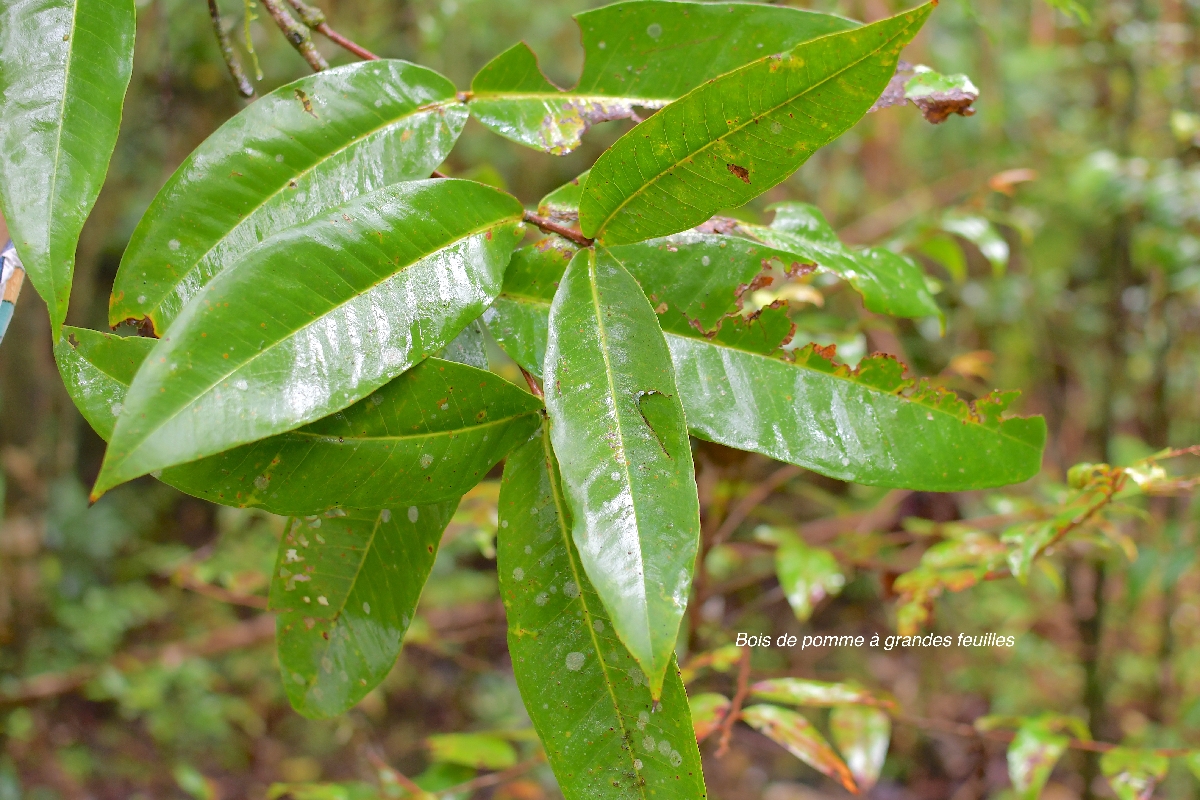 25 Syzygium cordemoyi Bois de pomme à grandes feuilles Myrtaceae ENDEMIQUE LA REUNION 