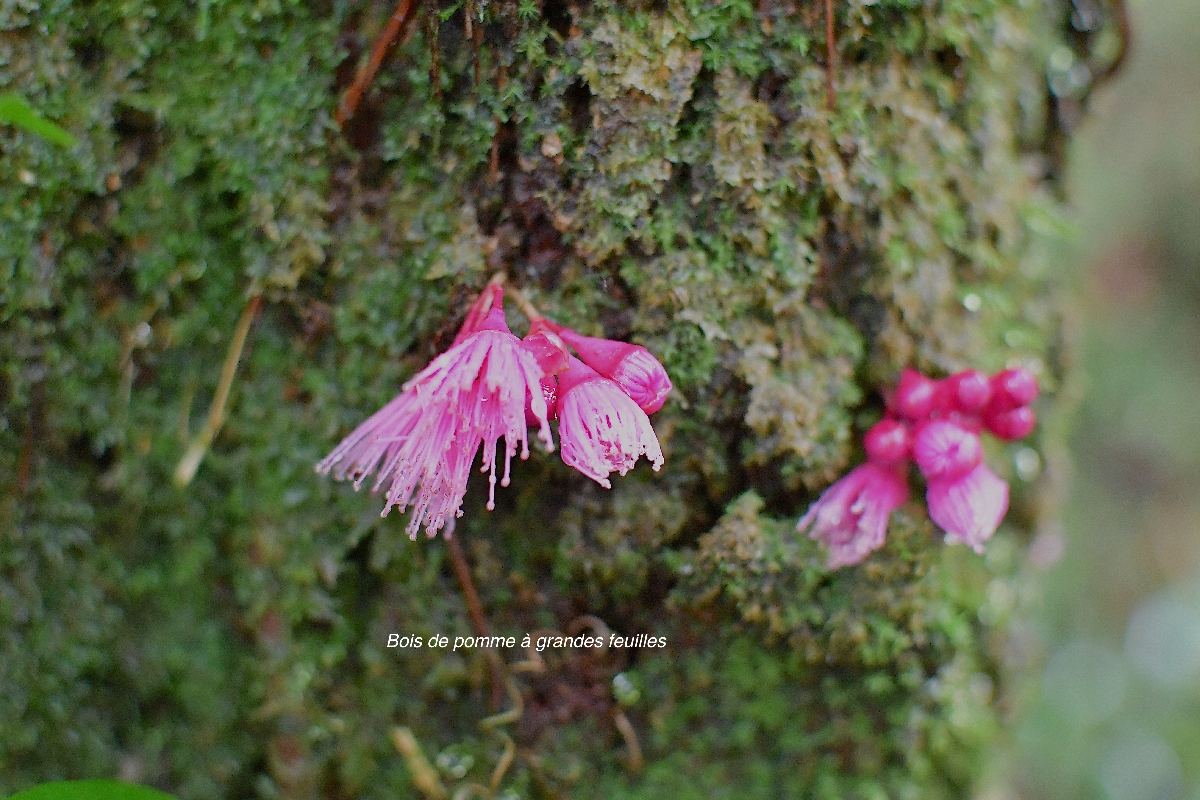26 Syzygium cordemoyi  Bois de pomme à grandes feuilles Myrtaceae ENDEMIQUE LA REUNION 