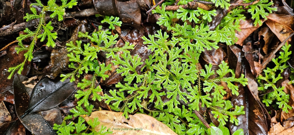28 Selaginella concinna Petite patte de LEZARD Selaginellaceae ENDEMIQUE LA REUNION, MAURICE  