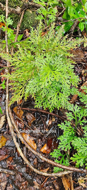 29 Selaginella sinuosa Selaginellaceae ENDEMIQUE LA REUNION, MAURICE  