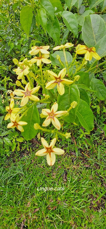 3 Mussaenda arcuata Lingue CAFE Rubiaceae INDIGENE LA REUNION  