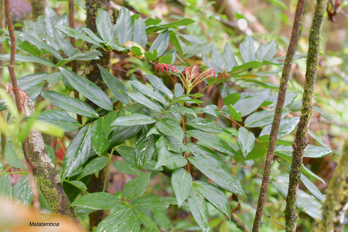 30 Cnestis glabra Mafatamboa Connaraceae INDIGENE LA REUNION  