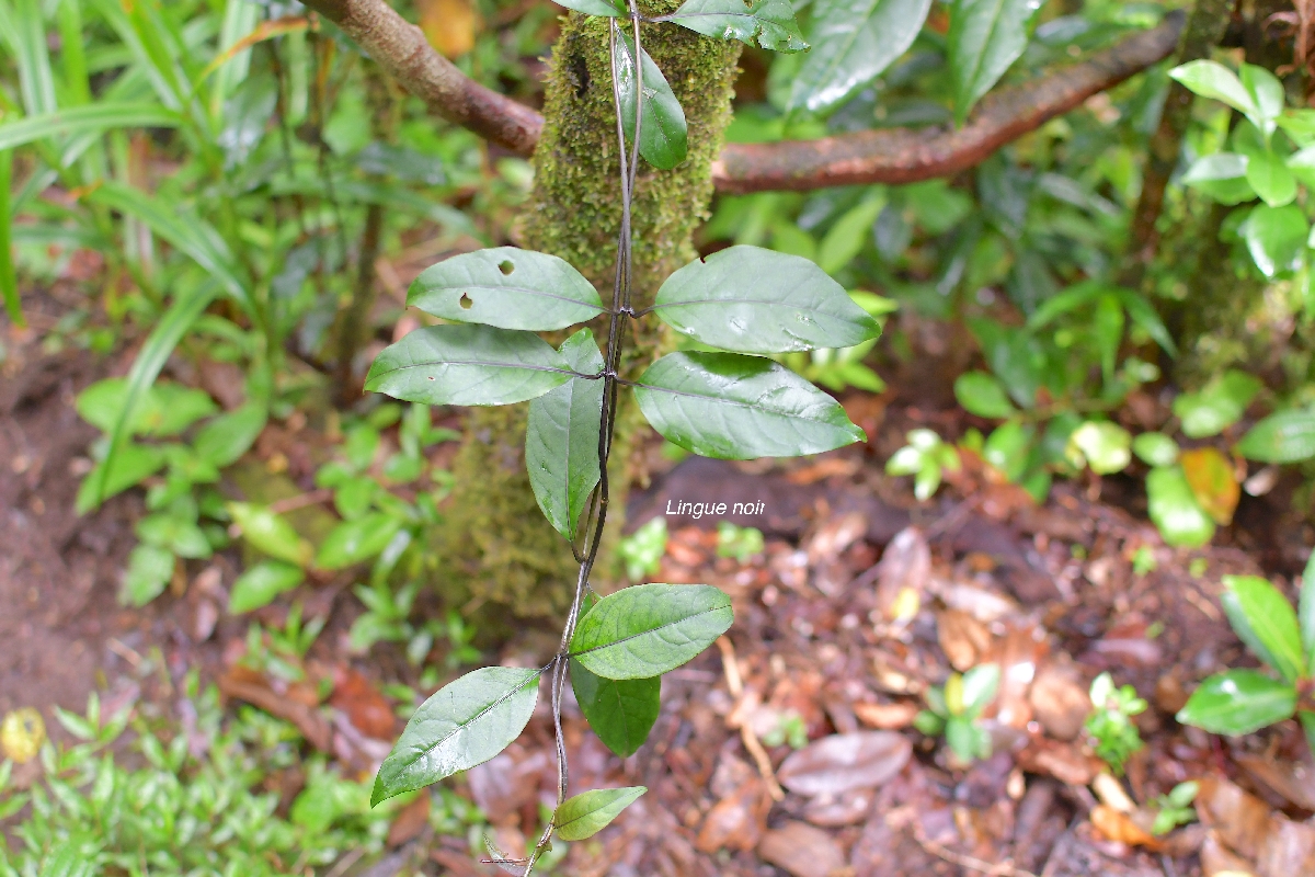 31 Danais fragrans Lingue noir Rubiaceae ENDEMIQUE LA REUNION