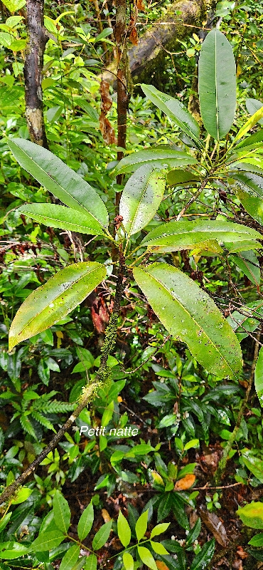 32 Labourdonnaisia calophylloides Petit natte Sapotaceae ENDEMIQUE LA REUNION, MAURICE 
