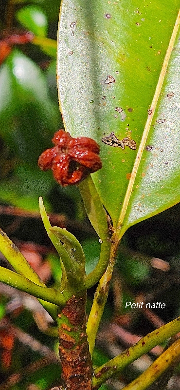 33 Labourdonnaisia calophylloides Petit natte Sapotaceae ENDEMIQUE LA REUNION, MAURICE 